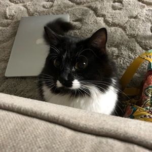 Meet your Posher, Lizzy